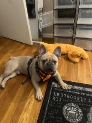 Lost Male Dog last seen scott gardens, Waterbury, CT 06705