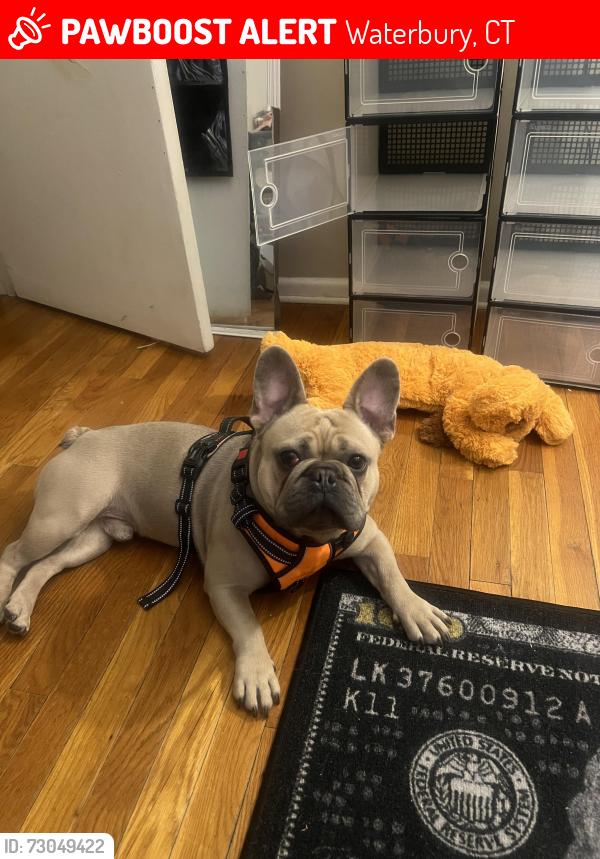 Lost Male Dog last seen scott gardens, Waterbury, CT 06705