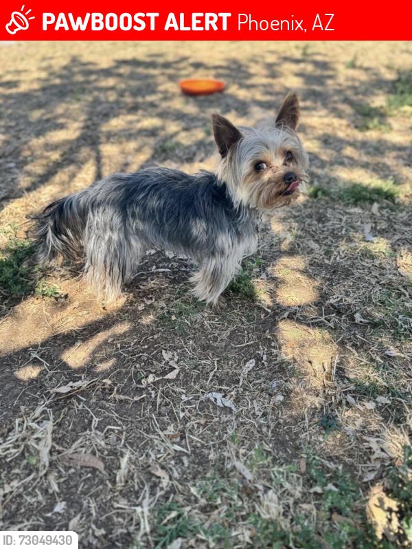 Lost Male Dog last seen Grover’s ave and 28th st, Phoenix, AZ 85032