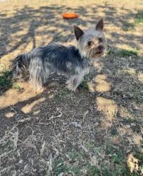Lost Male Dog last seen Grover’s ave and 28th st, Phoenix, AZ 85032