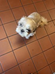 Reunited Unknown Dog last seen Near Long Beach Ave, by the Liquor Store, Los Angeles, CA 90011