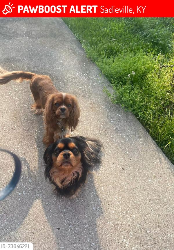 Lost Female Dog last seen 1/4 mile north of Pokeberry and Cincinnati rd, Sadieville, KY 40370