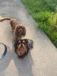 Lost Female Dog last seen 1/4 mile north of Pokeberry and Cincinnati rd, Sadieville, KY 40370