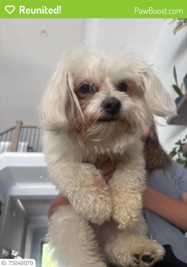 Reunited Male Dog last seen Near east Statesville ave, Mooresville, NC 28115