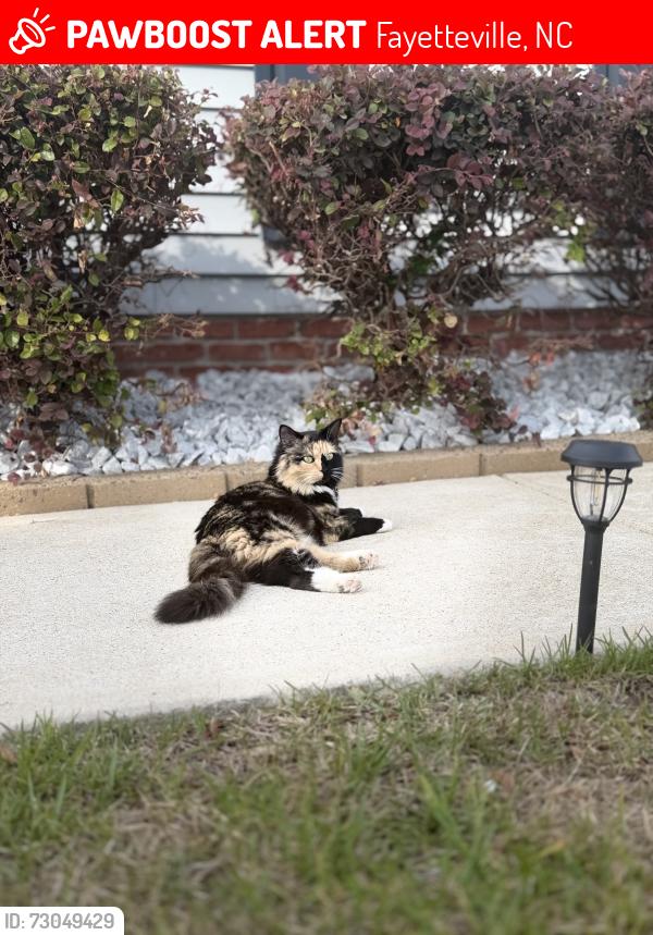 Lost Female Cat last seen Snowy Egret st, Fayetteville, NC 28306