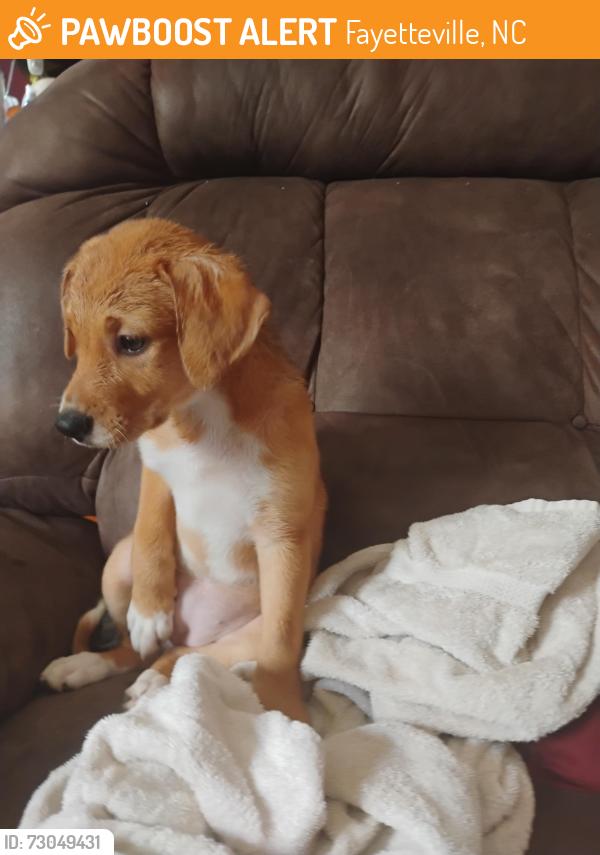 Found/Stray Female Dog last seen Filyaw rd, Fayetteville, NC 28305