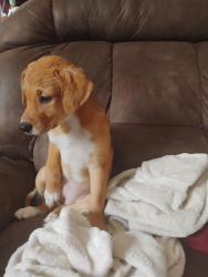 Found/Stray Female Dog last seen Filyaw rd, Fayetteville, NC 28305
