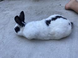 Found/Stray Male Rabbit last seen Midway manor in apmt 15 backyard, San Leandro, CA 94578