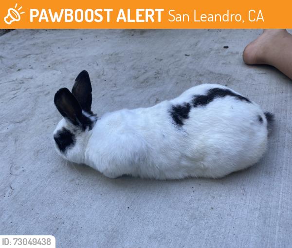 Found/Stray Male Rabbit last seen Midway manor in apmt 15 backyard, San Leandro, CA 94578