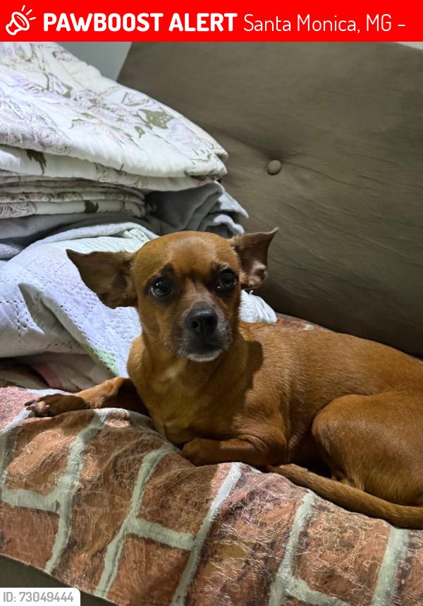 Lost Female Dog last seen Rua dos Crenaques 435, Santa Monica, MG 31530-410
