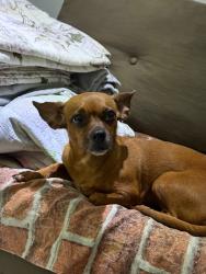 Lost Female Dog last seen Rua dos Crenaques 435, Santa Monica, MG 31530-410