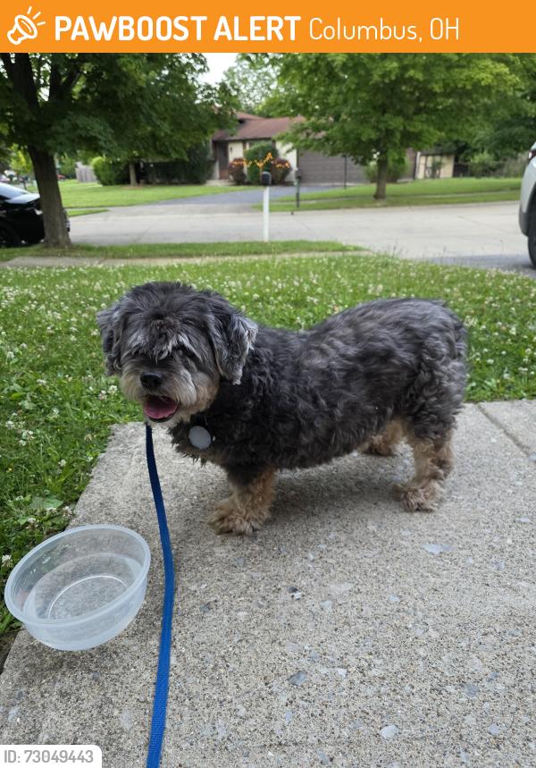 Found/Stray Unknown Dog last seen Wilson rd, Columbus, OH 43204