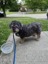 Found/Stray Unknown Dog last seen Wilson rd, Columbus, OH 43204