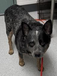 Shelter Stray Male Dog last seen , , CA, 1101 29th Ave, Oakland, CA 94601, USA
