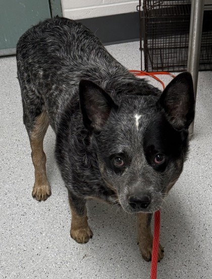 Shelter Stray Male Dog last seen , , CA, 1101 29th Ave, Oakland, CA 94601, USA