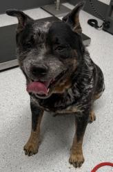 Shelter Stray Male Dog last seen , , CA, 1101 29th Ave, Oakland, CA 94601, USA