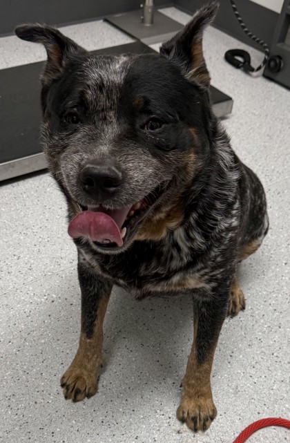 Shelter Stray Male Dog last seen , , CA, 1101 29th Ave, Oakland, CA 94601, USA