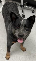 Shelter Stray Male Dog last seen , , CA, 1101 29th Ave, Oakland, CA 94601, USA