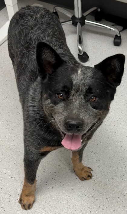 Shelter Stray Male Dog last seen , , CA, 1101 29th Ave, Oakland, CA 94601, USA