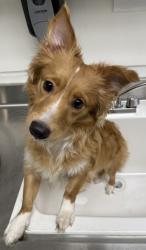 Shelter Stray Male Dog last seen Near International Blvd, Oakland, CA, 1101 29th Ave, Oakland, CA 94601, USA