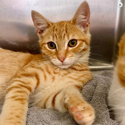 Shelter Stray Male Cat last seen Near 98th ave, Oakland, CA, 1101 29th Ave, Oakland, CA 94601, USA