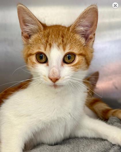 Shelter Stray Male Cat last seen Near 98th ave, Oakland, CA, 1101 29th Ave, Oakland, CA 94601, USA