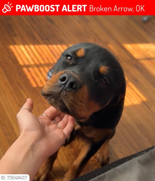 Lost Female Dog last seen 71st and aspen, Broken Arrow, OK 74012