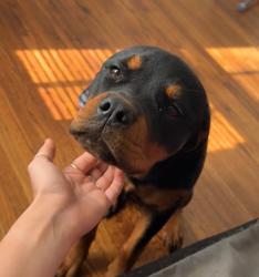 Lost Female Dog last seen 71st and aspen, Broken Arrow, OK 74012