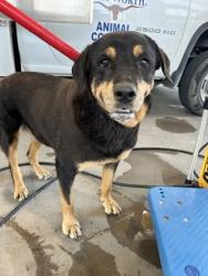 Shelter Stray Female Dog last seen Near Oscar Ave, North District, TX, 355 Hillshire Dr, Haslet, TX 76052, USA