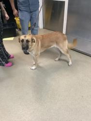Shelter Stray Female Dog last seen Near Galemeadow Dr., South District, TX, 355 Hillshire Dr, Haslet, TX 76052, USA