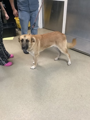 Shelter Stray Female Dog last seen Near Galemeadow Dr., South District, TX, 355 Hillshire Dr, Haslet, TX 76052, USA