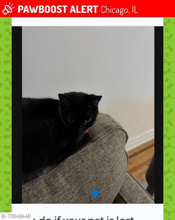 Lost Female Cat last seen North Ave, Wells St., Moody Church , Chicago, IL 60614