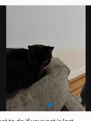 Lost Female Cat last seen North Ave, Wells St., Moody Church , Chicago, IL 60614