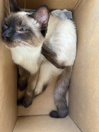Shelter Stray Male Cat last seen Near Oakcliff Rd Doraville GA 30340, 30340, GA, 3280 Chamblee Dunwoody Rd, Chamblee, GA 30341, USA