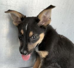 Shelter Stray Male Dog last seen West Mesquite High School, 75149, TX, 1650 Gross Rd, Mesquite, TX 75149, USA