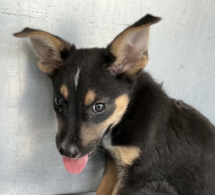 Shelter Stray Male Dog last seen West Mesquite High School, 75149, TX, 1650 Gross Rd, Mesquite, TX 75149, USA