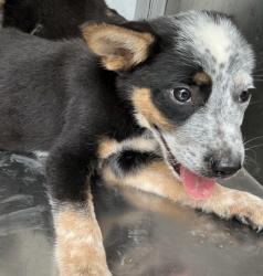 Shelter Stray Female Dog last seen West Mesquite High School, 75149, TX, 1650 Gross Rd, Mesquite, TX 75149, USA