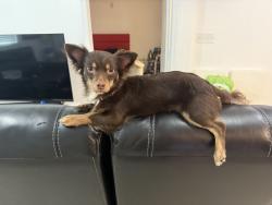 Lost Male Dog last seen Near Briggs st, West Palm Beach, FL 33405