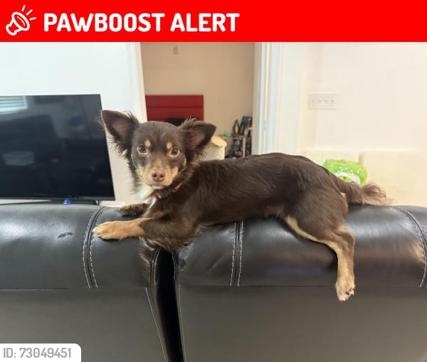 Lost Male Dog last seen Near Briggs st, West Palm Beach, FL 33405