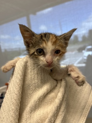 Shelter Stray Female Cat last seen Near Dodson Drive Connector, Atlanta, GA, 1251 Fulton Industrial Blvd NW, Atlanta, GA 30336, USA