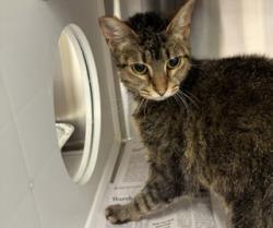 Shelter Stray Female Cat last seen Near Tarpa Trail, Atlanta, GA, 1251 Fulton Industrial Blvd NW, Atlanta, GA 30336, USA