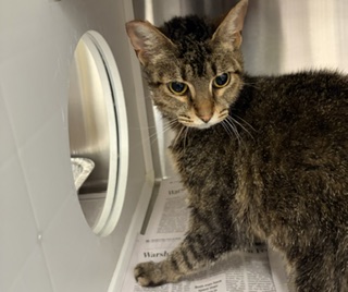 Shelter Stray Female Cat last seen Near Tarpa Trail, Atlanta, GA, 1251 Fulton Industrial Blvd NW, Atlanta, GA 30336, USA