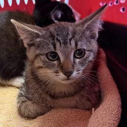 Shelter Stray Female Cat last seen Near Peter Pan Avenue, San Diego, CA, 92114, 5500 Gaines St, San Diego, CA 92110, USA