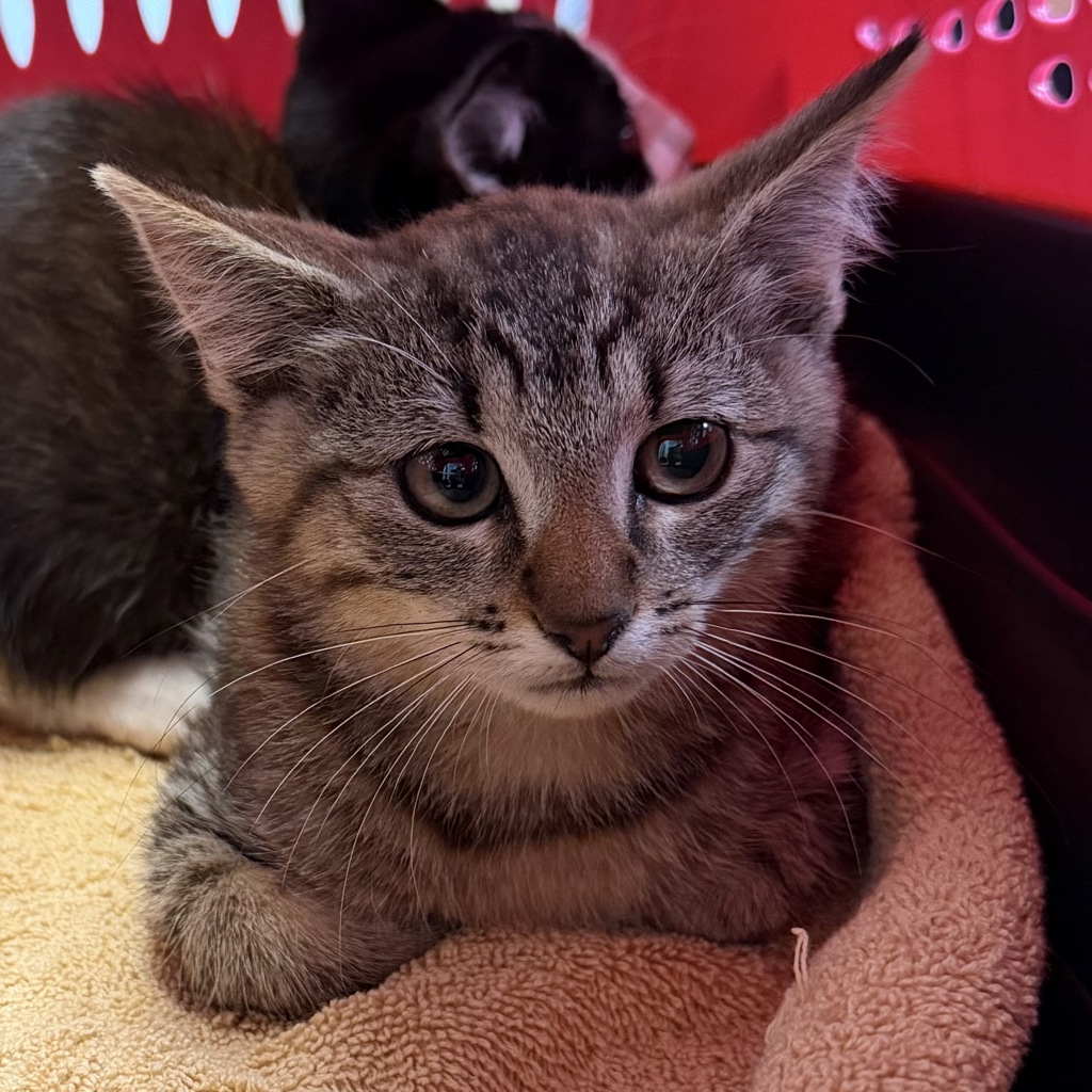 Shelter Stray Female Cat last seen Near Peter Pan Avenue, San Diego, CA, 92114, 5500 Gaines St, San Diego, CA 92110, USA
