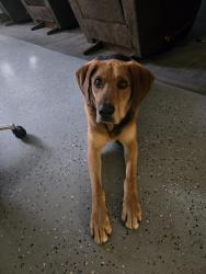 Reunited Male Dog last seen Near S 2200 W, Bluffdale, UT 84065