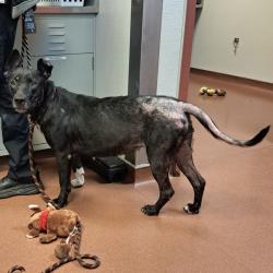 Shelter Stray Female Dog last seen Near Minerva Street, SAN LEANDRO, CA, 94577, 8323 Baldwin St, Oakland, CA 94621, USA