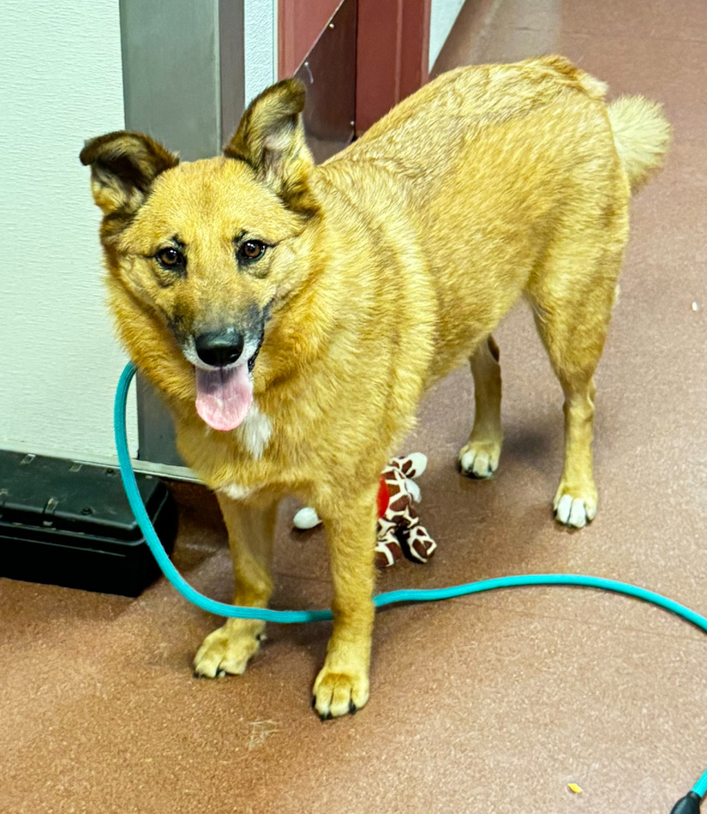 Shelter Stray Female Dog last seen Apt 212,112 Garcia Avenue, SAN LEANDRO, CA, 94577, 8323 Baldwin St, Oakland, CA 94621, USA