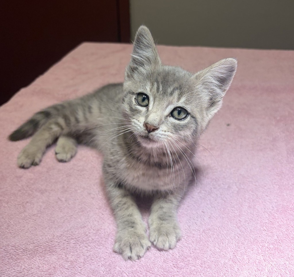 Shelter Stray Unknown Cat last seen Near Dwight Way, BERKELEY, CA, 94702, 8323 Baldwin St, Oakland, CA 94621, USA