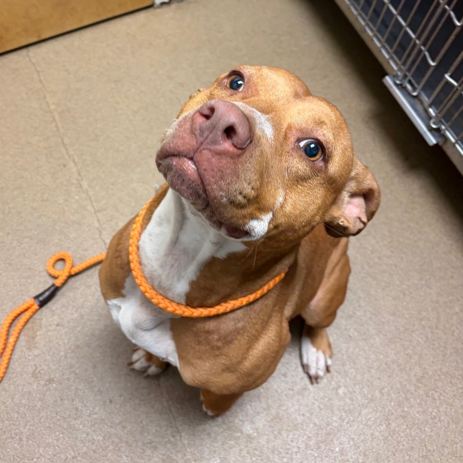 Shelter Stray Female Dog last seen , 4500 N Access Rd, Chattanooga, TN 37415, USA