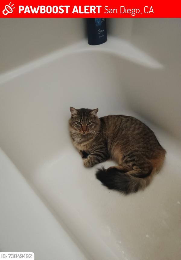 Lost Female Cat last seen Flanders and Westonhill, San Diego, CA 92126